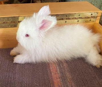 GEZOCHT Engelse angora full face ram WIT beschikbaar voor biedingen