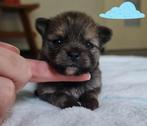 Pomeranian pups 3 teefjes 2 reutjes, Dieren en Toebehoren, Honden | Chihuahua's en Gezelschapshonden, Overige rassen, 8 tot 15 weken