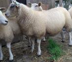 Jonge ooien, Dieren en Toebehoren, Schapen, Geiten en Varkens, Vrouwelijk, Schaap, 0 tot 2 jaar