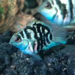 Blue polars 3-4 cm €3.95 per stuk & 4 voor €14 & 10 voor €30, Vis, Zoetwatervis