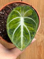 Alocasia ninja variegata plant aurea yellow green, Huis en Inrichting, Kamerplanten, Ophalen of Verzenden, Overige soorten, Minder dan 100 cm
