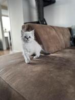 Siberian (Neva Masquerade)  Ragdoll (solid blue) kittens, Meerdere dieren, Gechipt, 0 tot 2 jaar