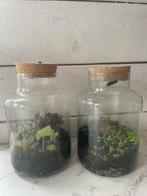 Flessentuin Ecosysteem - Kamerplant, Ophalen, Overige soorten, Halfschaduw, In pot