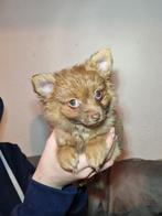 Nog 1 Superlieve en mooie Pomchi pup (mag gelijk verhuizen), Parvo, Overige rassen, 8 tot 15 weken, Meerdere