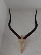 Schedel hoorns Impala Zuid Afrika 65*41 hoorns bok, Ophalen of Verzenden, Gebruikt, Schedel