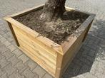 Olijfboom in houten geimpregneerde bloembak te koop!!!!, Ophalen of Verzenden, Olijfboom, 250 tot 400 cm, Zomer