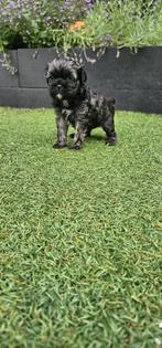 Lieve  mooie boomer pups, Dieren en Toebehoren, Overige rassen, 8 tot 15 weken, CDV (hondenziekte), Meerdere