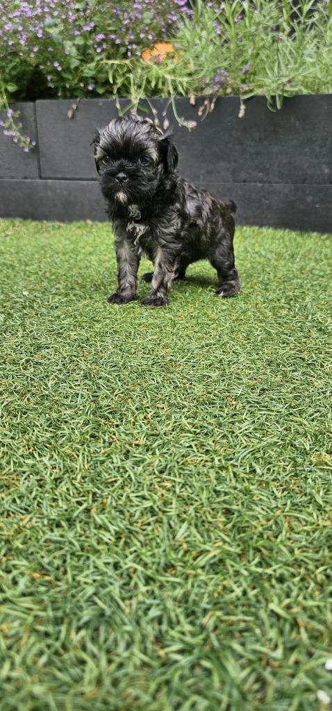 Lieve  mooie boomer pups, Dieren en Toebehoren, Honden | Chihuahua's en Gezelschapshonden, Meerdere dieren, Overige rassen, Particulier