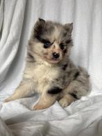 Kleine pomsky pups WIJ MOGEN VERHUIZEN, Parvo, 8 tot 15 weken, Poolhond, Meerdere