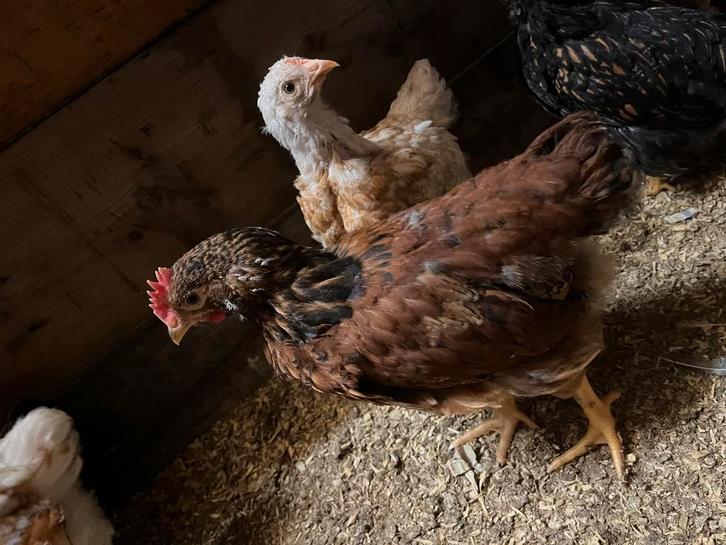 Mooie zwarte haan 7 weken oud, Dieren en Toebehoren, Pluimvee, Kip, Mannelijk