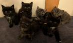 Maine Coon kittens, Meerdere dieren, Ontwormd, 0 tot 2 jaar