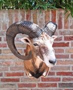 NIEUW! opgezette kop moeflon taxidermy opgezet jacht schedel, Ophalen, Wild dier, Gewei of Kop