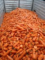 Verse Wortelen te Koop peen winterwortels, Dieren en Toebehoren, Dierenvoeding, Ophalen of Verzenden, Vee