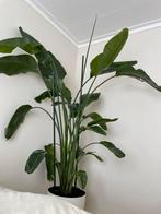 Strelitzia nicolai xxl plant > 230 cm met pot op wieltjes, Huis en Inrichting, Kamerplanten, Ophalen, 200 cm of meer, Overige soorten