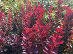 Opgaande Zuurbes / Berberis Thunbergii Red Rocket, Vaste plant, Lente, Overige soorten, Ophalen