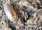 Cylisticus convexus, Dieren en Toebehoren, Insecten en Spinnen, Overige soorten