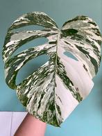 XL gewortelde Monstera Albo Variegata Stek / Wit Mint Marble, Ophalen of Verzenden