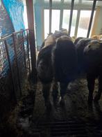 Dikbil pinken runderen