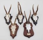 OPRUIMING: 5 x REE GEWEI op houten schild