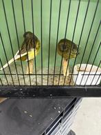 Gloster Consort en Corona, Dieren en Toebehoren, Vogels | Kanaries, Meerdere dieren, Postuurkanarie