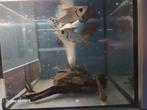 Flagtail, Dieren en Toebehoren, Vissen | Aquariumvissen, Vis