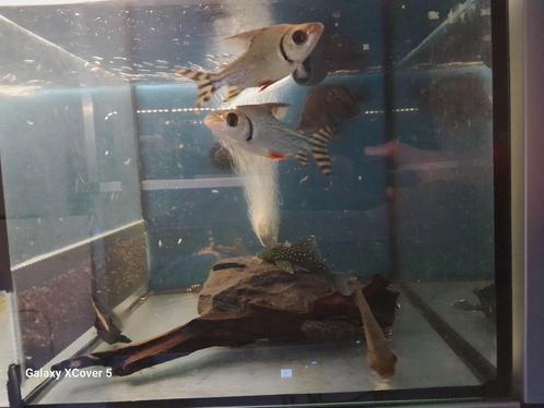 Flagtail, Dieren en Toebehoren, Vissen | Aquariumvissen, Vis