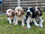 Raszuivere engelse cocker spaniel pups met stamboom, Dieren en Toebehoren, Honden | Retrievers, Spaniëls en Waterhonden, 8 tot 15 weken