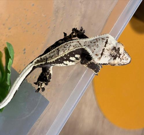 Mooie donkere wimpergekko, Dieren en Toebehoren, Reptielen en Amfibieën, Hagedis
