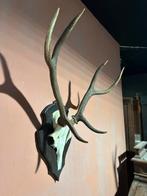 "HENDRICKX "  Herten Gewei op Hout., Ophalen, Gebruikt, Hert, Gewei of Kop