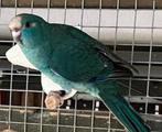 Kakariki parkiet, Dieren en Toebehoren, Vogels | Parkieten en Papegaaien, Meerdere dieren, Parkiet, Geringd