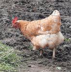 Twee hennen en een jonge haan, Dieren en Toebehoren, Pluimvee, Meerdere dieren, Kip