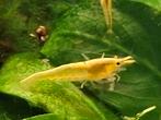 Garnalen, neocaridina, verschillende kleuren, Dieren en Toebehoren, Vissen | Aquariumvissen, Kreeft, Krab of Garnaal, Zoetwatervis
