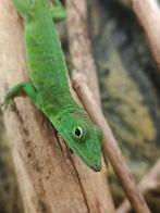 Diverse hagedissen, gekko's reserveren voor Houten december, Dieren en Toebehoren, Reptielen en Amfibieën, Hagedis, 0 tot 2 jaar