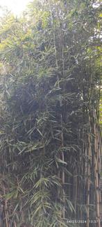Huge Fargesia robusta cambell (niet woekerende bamboe), Tuin en Terras, Bamboe, Ophalen, 250 cm of meer