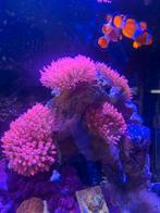 Bubble Tip Anemone (Entacmaea quadricolor rosa), Vis, Zoutwatervis, Schoolvis