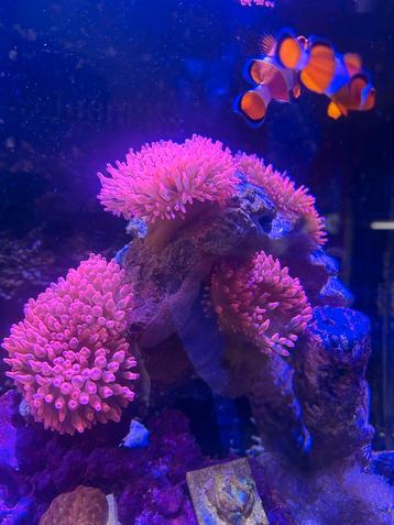 Bubble Tip Anemone (Entacmaea quadricolor rosa) beschikbaar voor biedingen