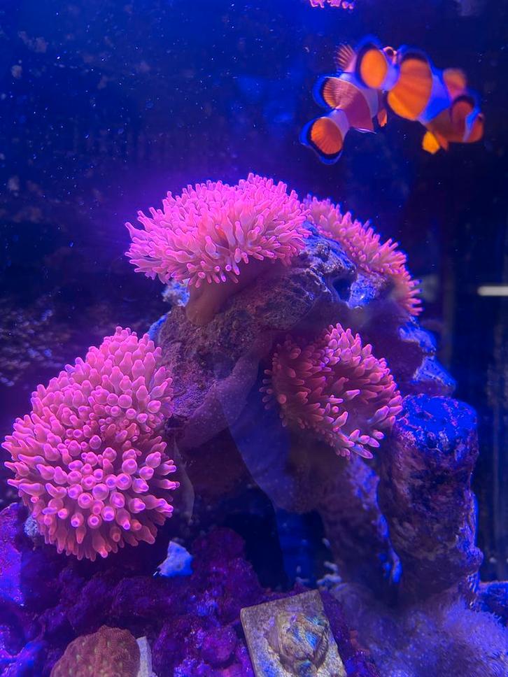 Bubble Tip Anemone (Entacmaea quadricolor rosa), Dieren en Toebehoren, Vissen | Aquariumvissen, Zoutwatervis, Vis, Schoolvis