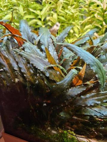 Cryptocoryne Beckettii - ook verzenden beschikbaar voor biedingen