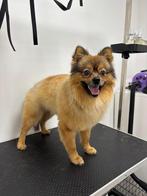 Pomeriaan/dwergkees te koop, Dieren en Toebehoren, Honden | Chihuahua's en Gezelschapshonden, Rabiës (hondsdolheid), 1 tot 2 jaar