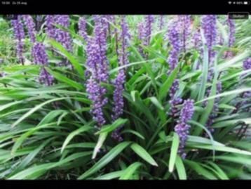 Liriope muscari  ( leliegras ) beschikbaar voor biedingen