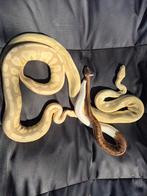 Python regius 0.1, Dieren en Toebehoren, Reptielen en Amfibieën, Slang