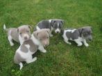 Prachtige jack russell pups , blauw en lavendelkleurig., Dieren en Toebehoren, Honden | Jack Russells en Terriërs, Jack Russell Terriër