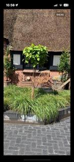 Mooie hardhouten raamluiken, Bloeit niet, Ophalen of Verzenden, 100 tot 250 cm, Volle zon