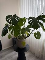 Kamerplant, Tuin en Terras, Planten | Tuinplanten, Overige soorten, Vaste plant, Ophalen of Verzenden, Bloeit niet