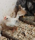 Serama haantjes, Dieren en Toebehoren, Mannelijk, Kip