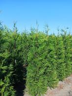 Thuja plicata ‘Martin’ 175-200, Ophalen of Verzenden, Conifeer, Struik, 100 tot 250 cm