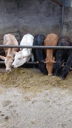 runderen, Dieren en Toebehoren, Runderen, Meerdere dieren, 0 tot 2 jaar