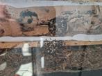 Kolonie crematogaster auberti, Dieren en Toebehoren, Mieren