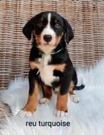 Appenzeller Sennen pups, Overige rassen, 8 tot 15 weken, CDV (hondenziekte), Meerdere