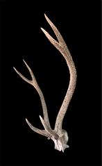 Gewei edelhert zesender, Ophalen, Zo goed als nieuw, Hert, Gewei of Kop